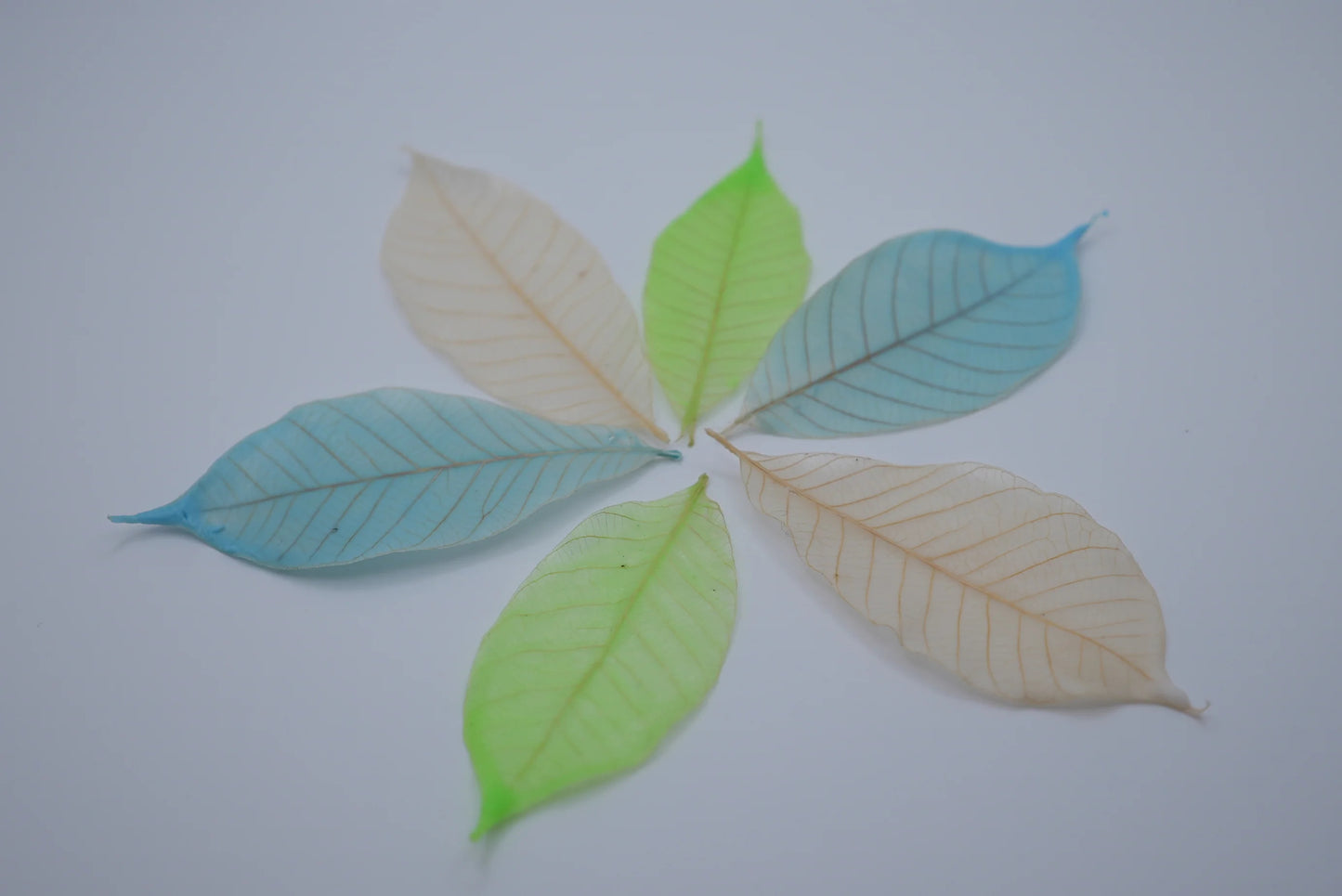 Colorful leaf-shaped paper pieces arranged in a circular pattern on a white background