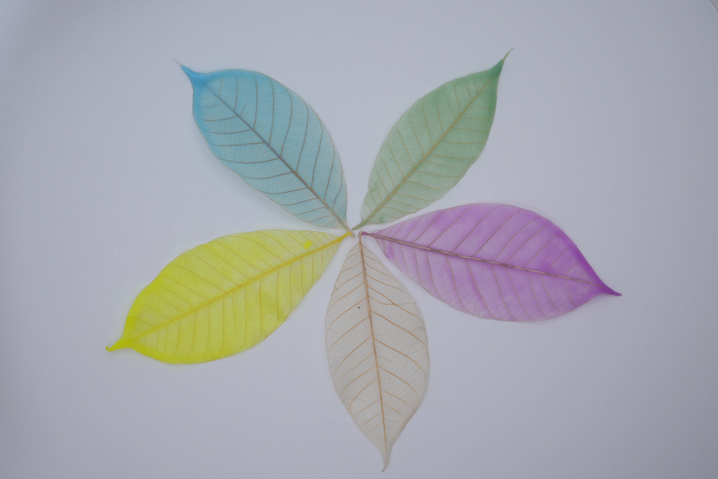 Handmade premium leaves soap
